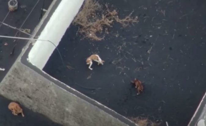 εγκλωβισμένοι σκύλοι Λα Πάλμα ηφαίστειο