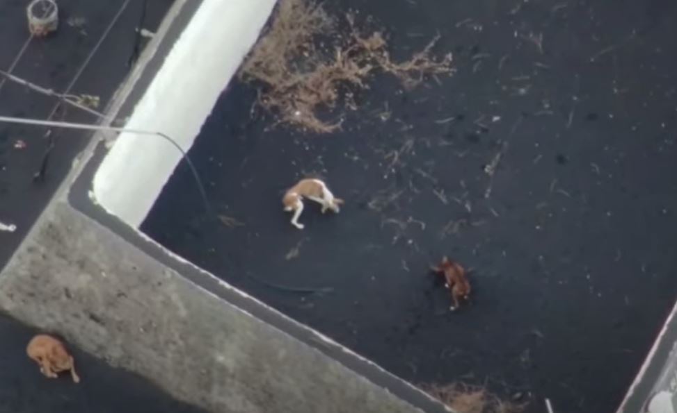 εγκλωβισμένοι σκύλοι Λα Πάλμα ηφαίστειο