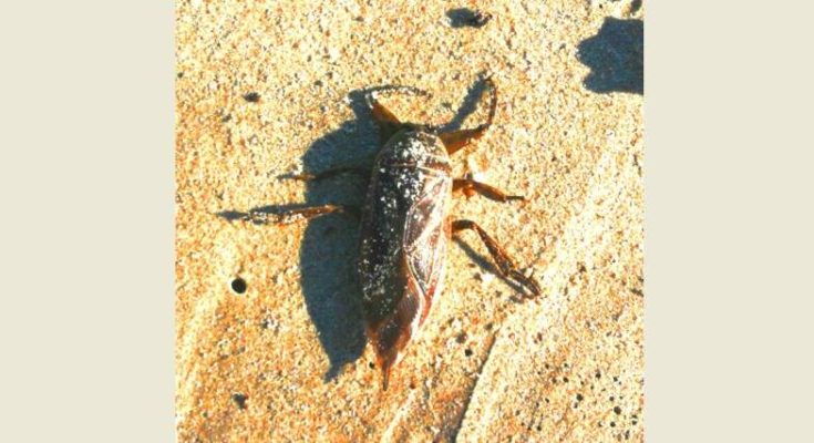 Κομοτηνή Λιθόκερος