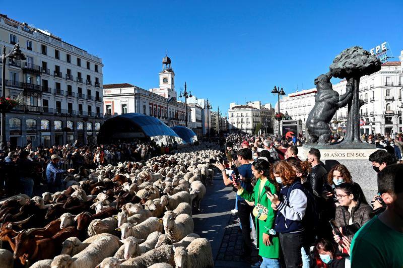 Μαδρίτη πρόβατα