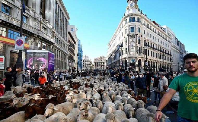 Μαδρίτη πρόβατα