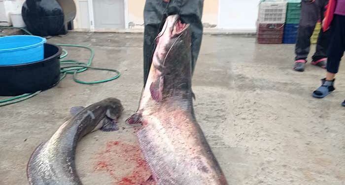 Μεγάλη ψαριά στην Κοζάνη: Πιάστηκε Γουλιανός βάρους 92 κιλών – ΦΩΤΟ