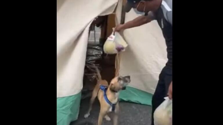 Σκύλος- σεισμός