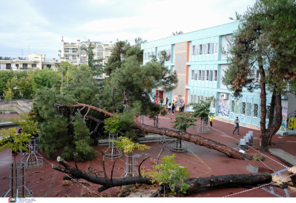 Κακοκαιρία Μπάλλος Θεσσαλονίκη Δένδρο