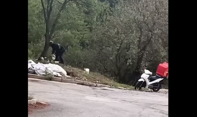 Viral ΒΙΝΤΕΟ διανομέας γατάκια