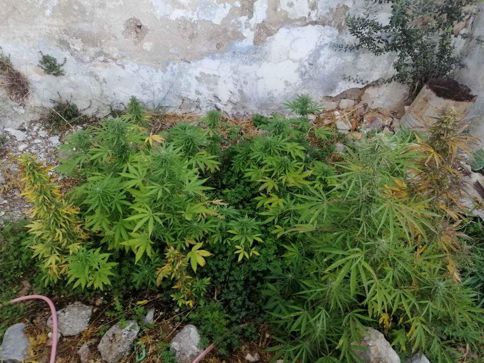 χασισοφητεία σεισμός Κρήτη