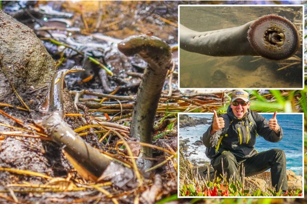 Το τρομακτικό χέλι που ρουφάει αίμα εντοπίστηκε έπειτα από 20 χρόνια