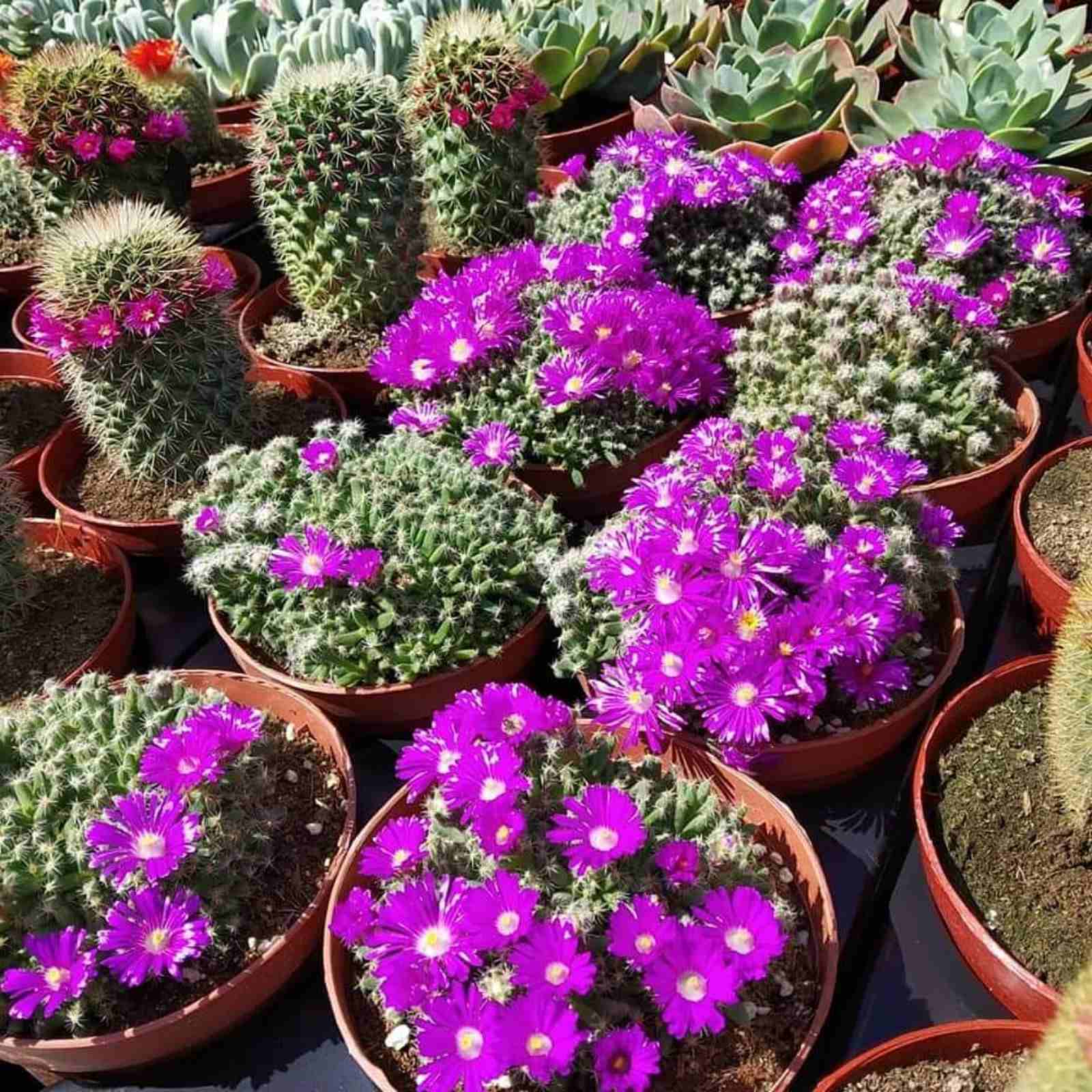 76χρονος καλλιεργεί περισσότερους από εξακόσιους κάκτους στη Θεσσαλονίκη