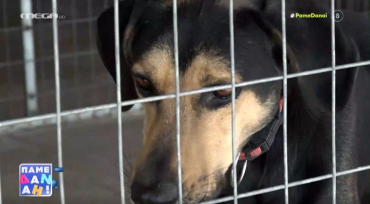 αδέσποτος σκύλος, "Πάμε Δανάη"