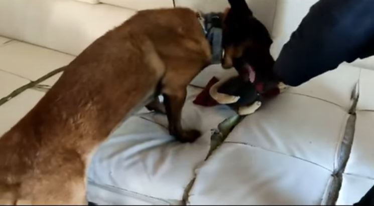 Θεσσαλονίκη: Ο Booker ξετρύπωσε ναρκωτικά – Συνελήφθησαν μητέρα και γιος για διακίνηση