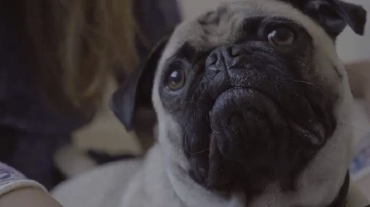 Αυτός είναι ο λόγος που τα σκυλιά γέρνουν το κεφάλι όταν τους μιλάνε