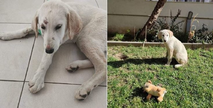 κουτάβι-βιασμός-Αλεξανδρούπολη