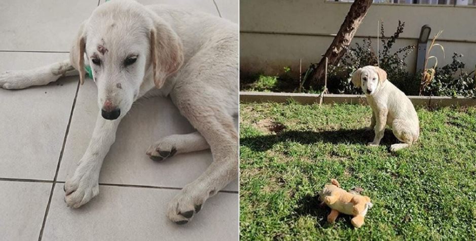 κουτάβι-βιασμός-Αλεξανδρούπολη