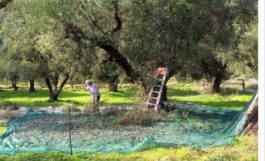 ελιές- Ηράκλειο