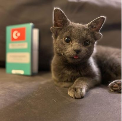 Γάτα με τέσσερα αυτιά