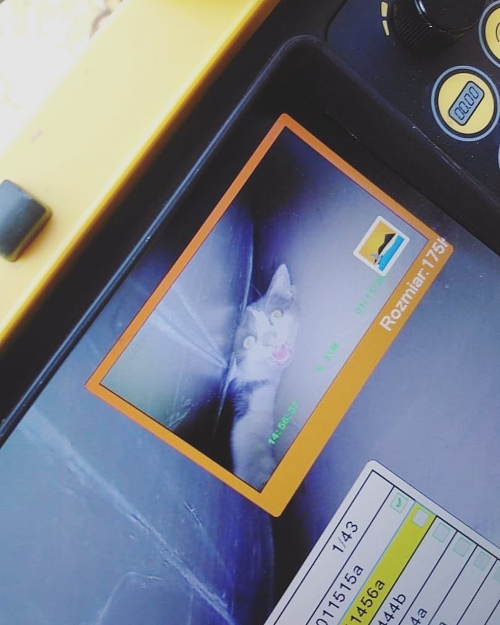 Γάτος Πολωνία