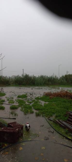 κακοκαιρία - Αχαΐα- καλλιέργειες