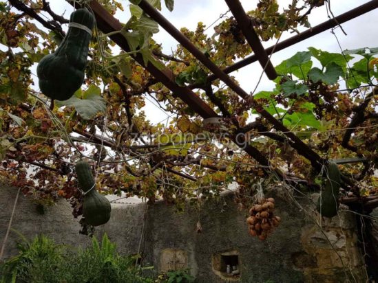 Γιγάντια κολοκύθα σε χωριό του δήμου Πλατανιά