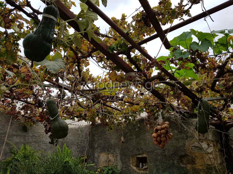 Γιγάντια κολοκύθα σε χωριό του δήμου Πλατανιά