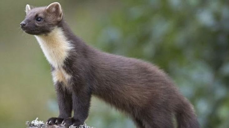 κουνάβι - Κιλκίς