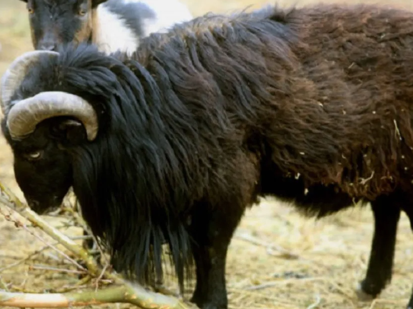 Βελεστίνο: Κριάρι επιτέθηκε και τραυμάτισε κτηνοτρόφο