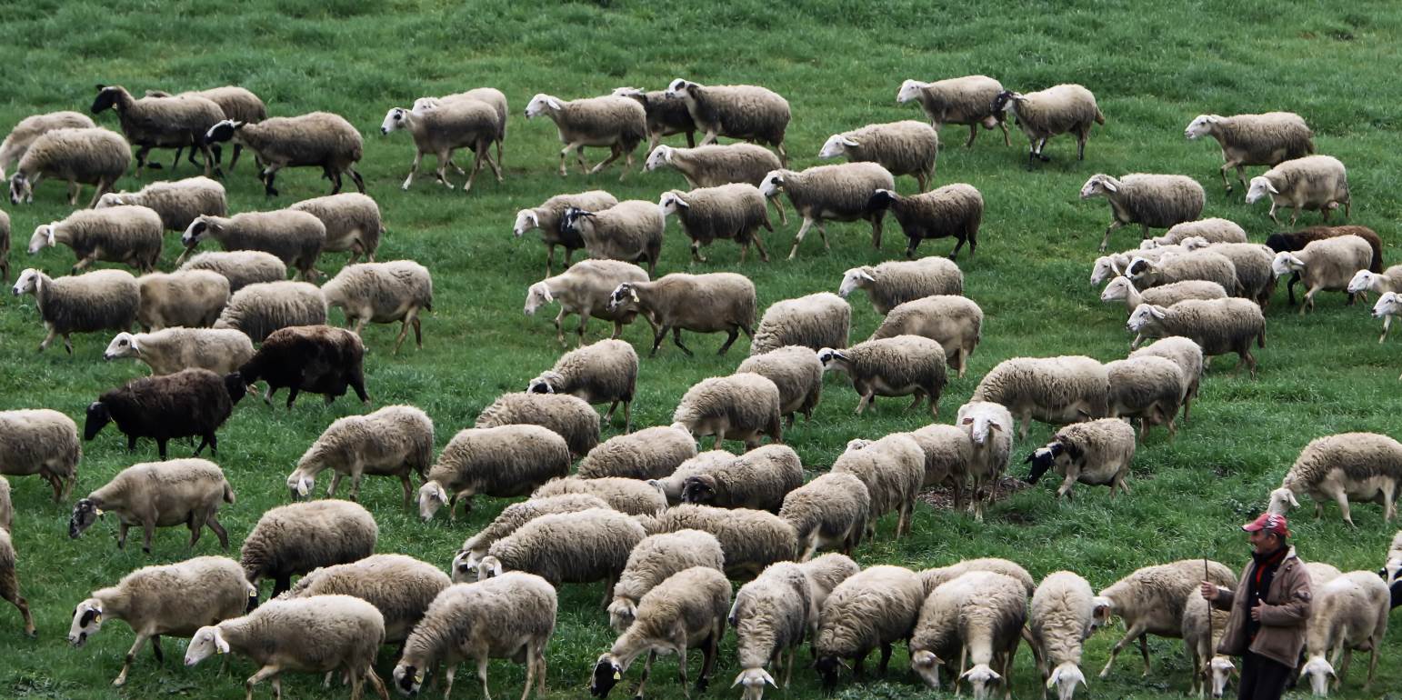 Κρήτη: Τεράστια αστυνομική επιχείρηση στα Ζωνιανά για τον εντοπισμό κλεμμένων ζώων