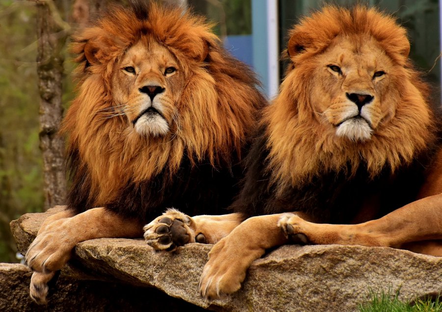 Λιοντάρια άγρια ζώα θετικά στον κορονοϊό στην Σιγκαπούρη