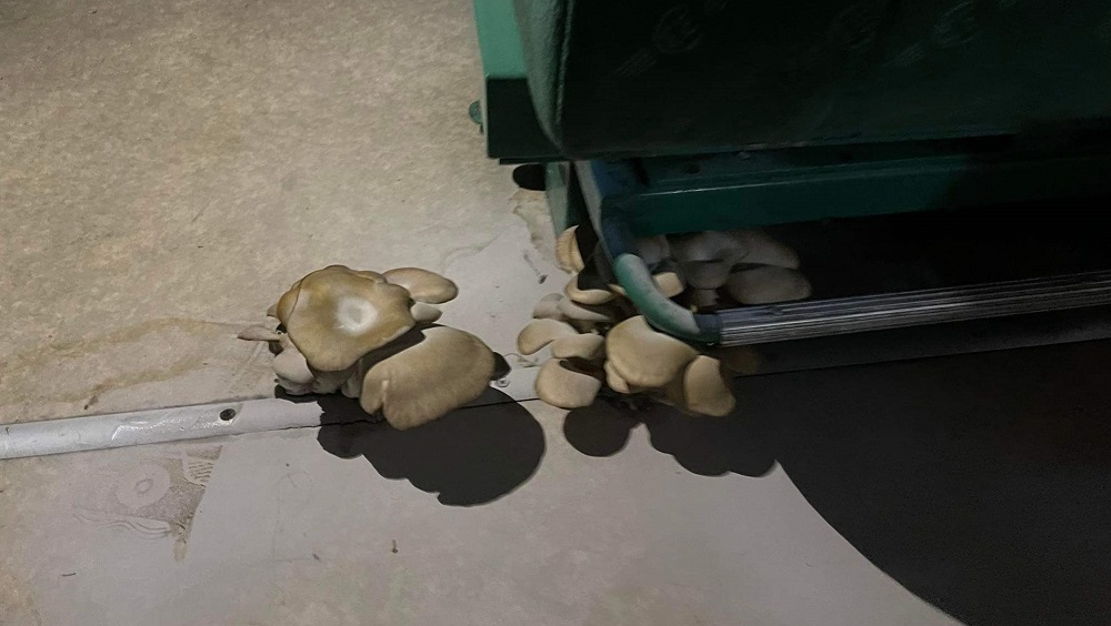 μανιτάρια τρένο