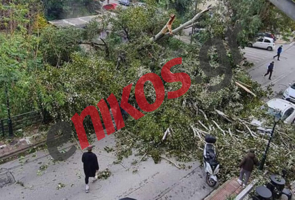 Νέα Ιωνία πτώση δέντρου