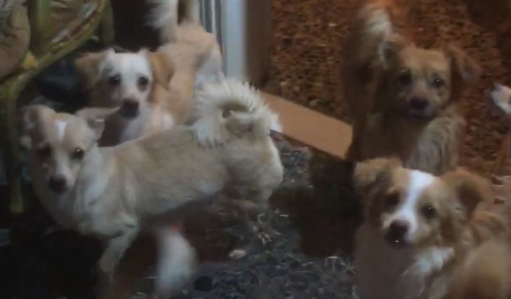 Πάτρα σκυλιά