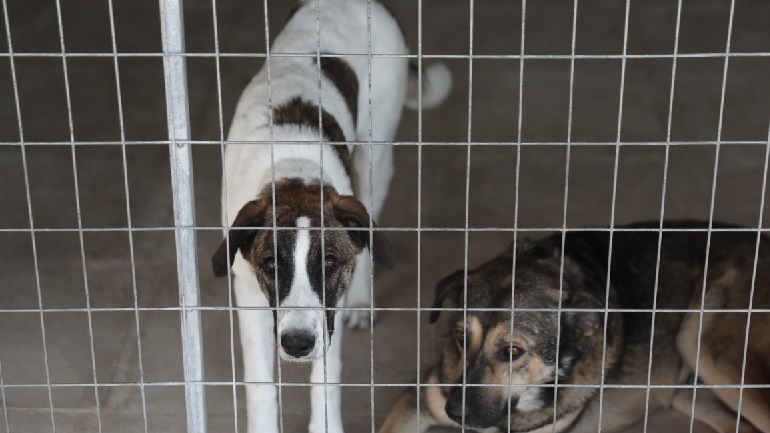 Θεσσαλονίκη: Έδεσε οκτώ σκυλάκια σε δέντρα χωρίς τροφή και νερό