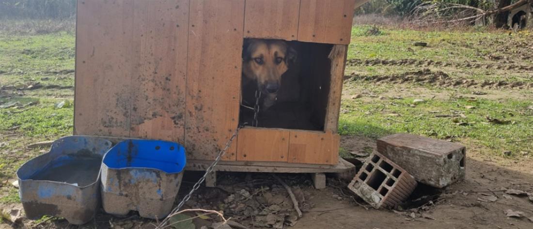 Σέρρες: 8 σκυλιά αργοπέθαιναν δεμένα χωρίς νερό και τροφή
