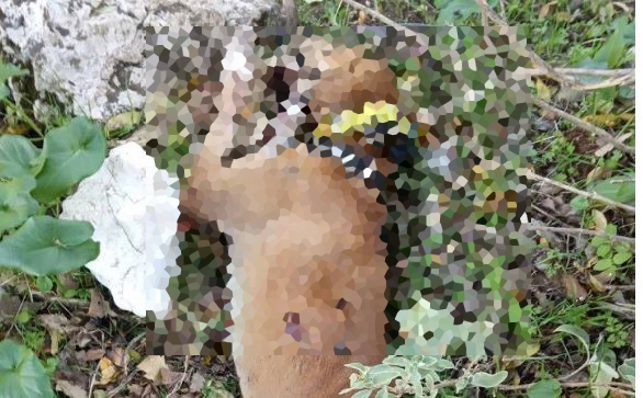 σκύλος -Αγρίνιο