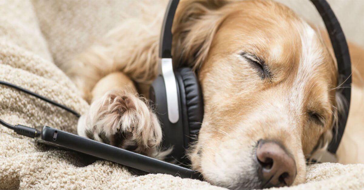 Σκύλος τηλέφωνο