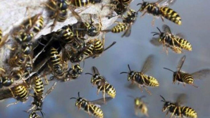 Σμήνος από σφήκες επιτέθηκε σε 54χρονο άνδρα στην Κόρινθο