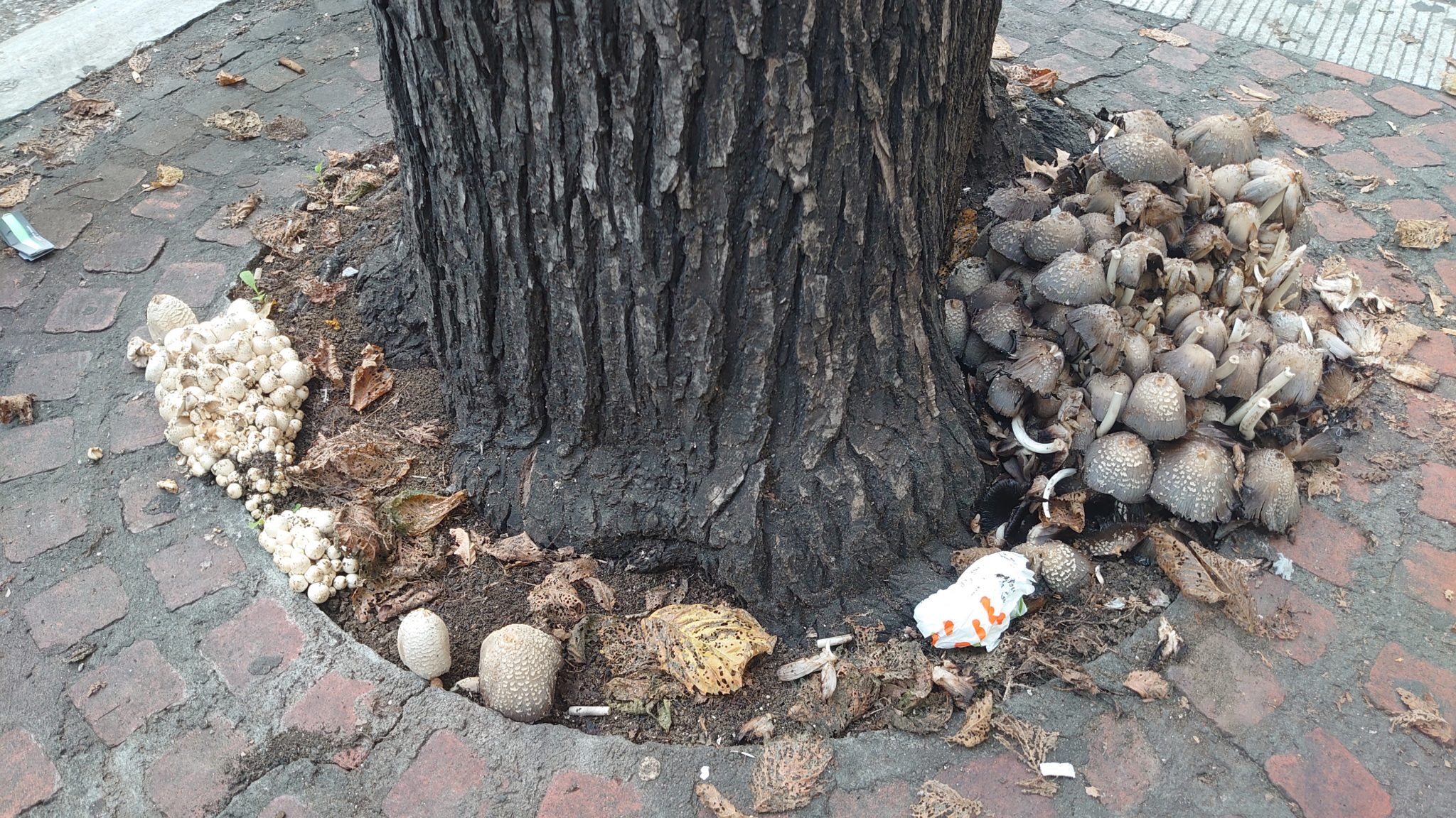 Θεσσαλονίκη-Μανιτάρια