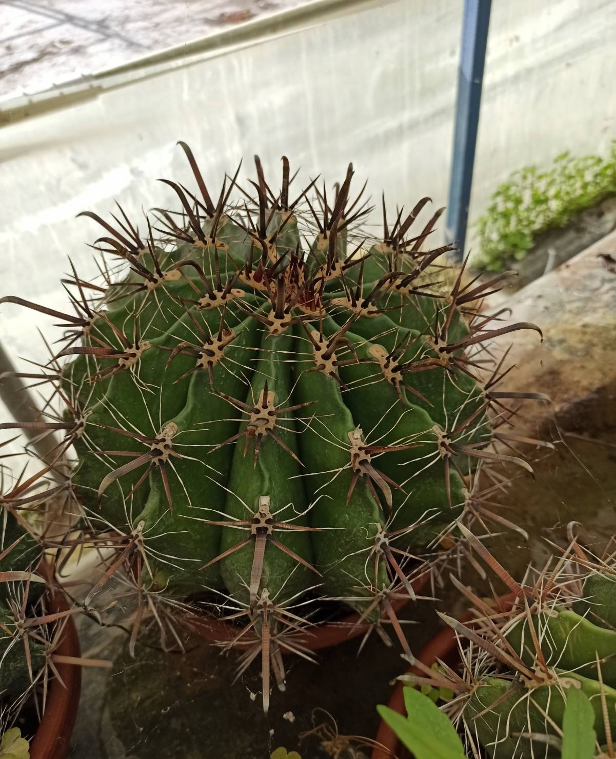 76χρονος καλλιεργεί περισσότερους από εξακόσιους κάκτους στη Θεσσαλονίκη 