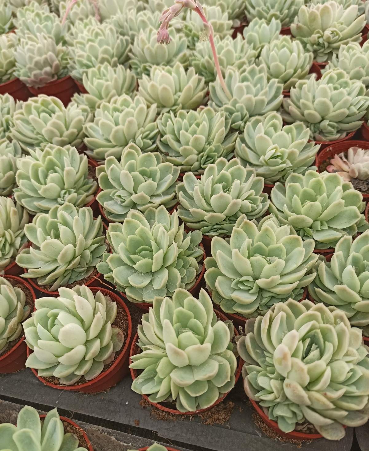 76χρονος καλλιεργεί περισσότερους από εξακόσιους κάκτους στη Θεσσαλονίκη