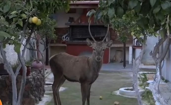 Ελάφι εγκλωβίστηκε σε σπίτι στο Μενίδι