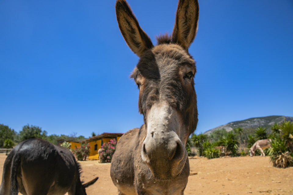 Γνωστή τραγουδίστρια έχει φάρμα με 200 γαϊδουράκια