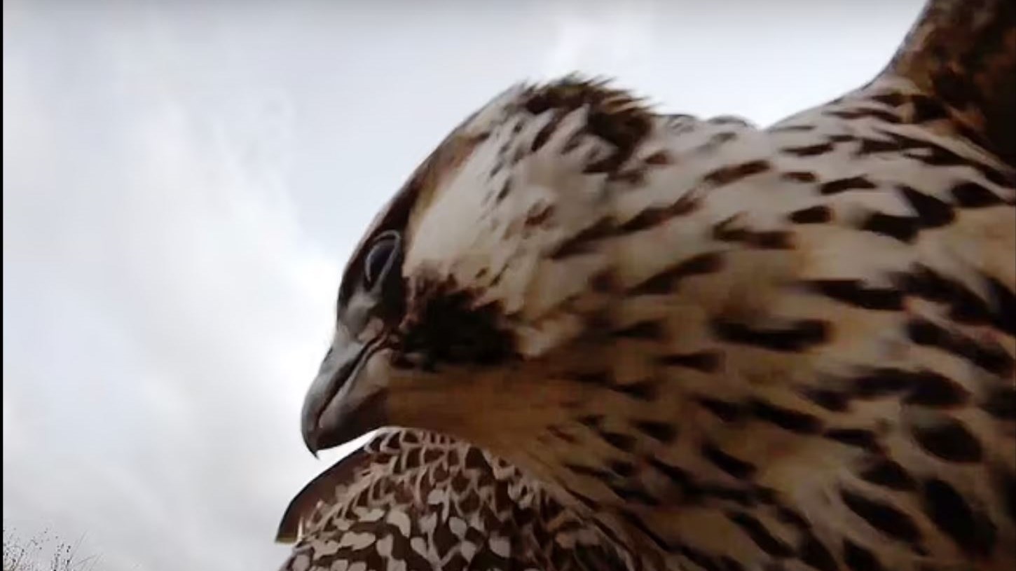 Λαμία: Γεράκι μπήκε σε φαρμακείο από… σπόντα