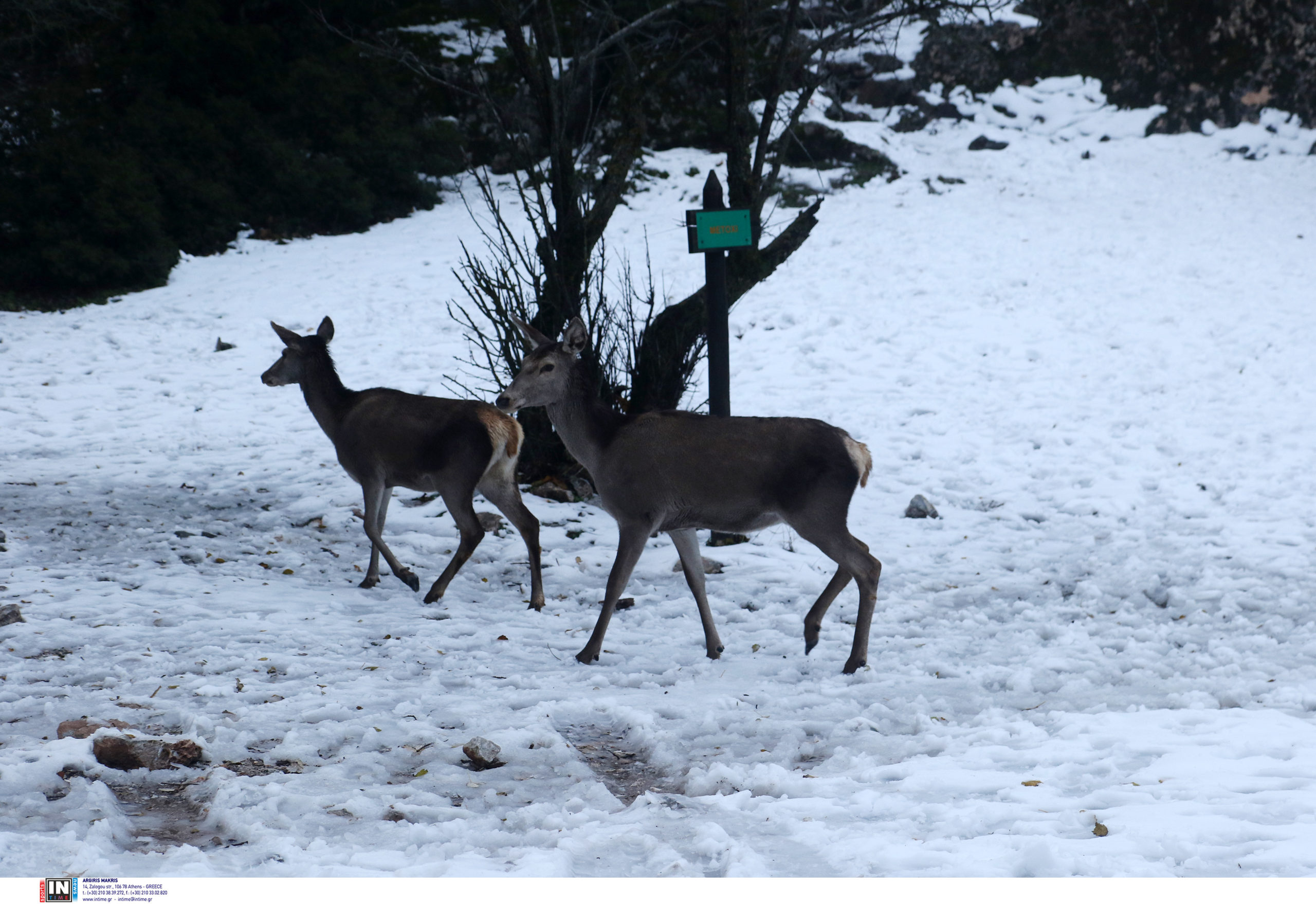 Καιρός Χιόνια Πάρνηθα ελάφια