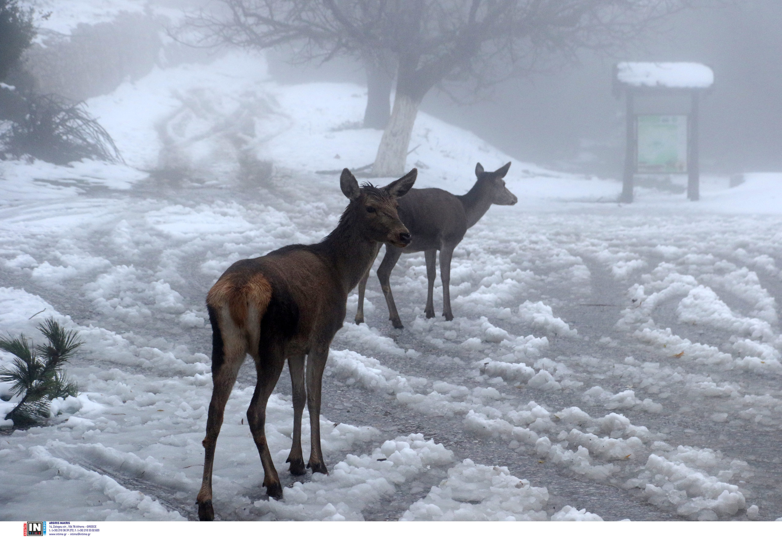 Καιρός Χιόνια Πάρνηθα ελάφια