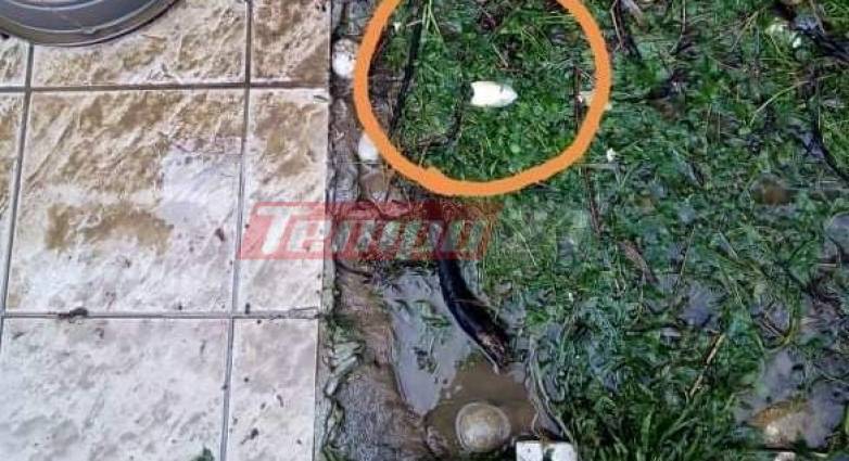 Πάτρα: Η κακοκαιρία “ξέβρασε” μέχρι… και σουπιές στη στεριά – ΦΩΤΟ