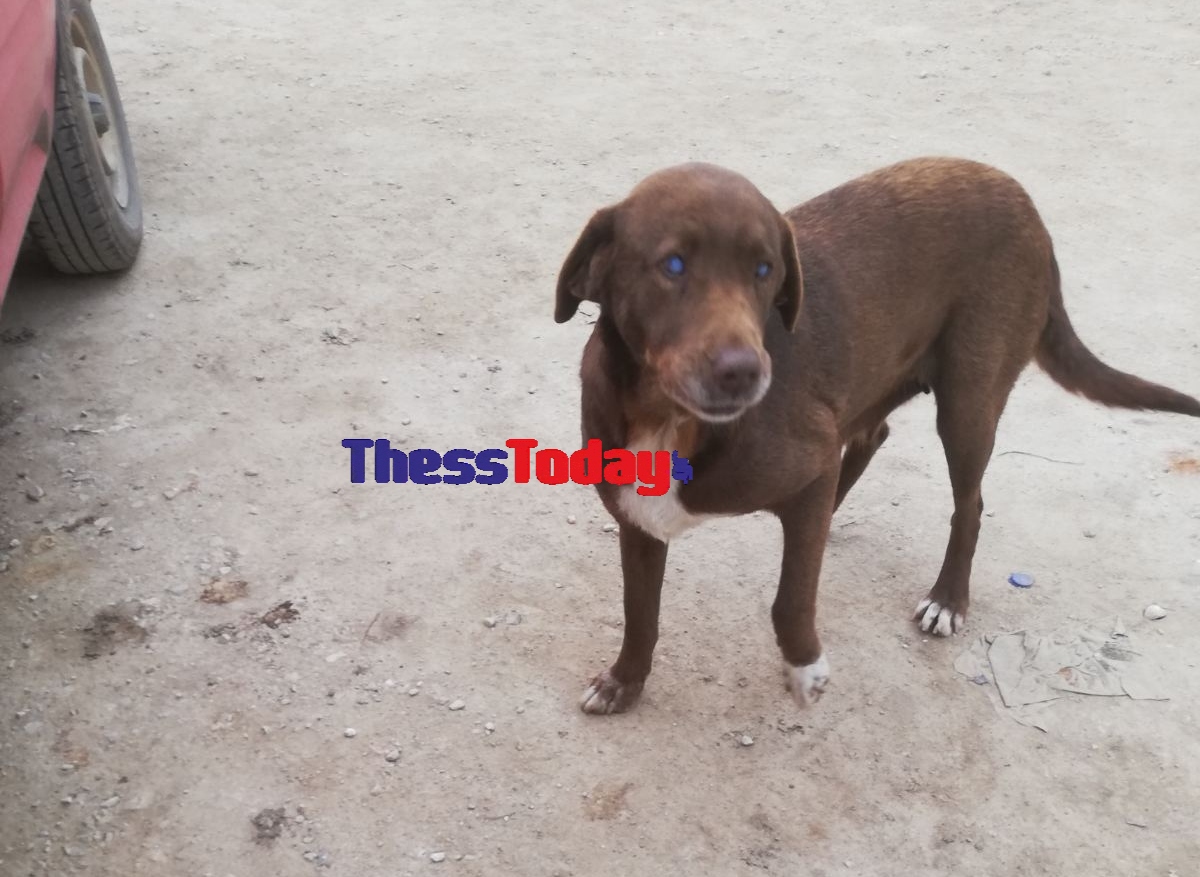 Συγκινητική ιστορία με τυφλή σκυλίτσα στη Νάουσα – Πώς κατάφερε να βρει τον σωτήρα της