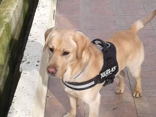 Μεσσηνία: Σκύλος της ΕΜΑΚ εντόπισε ζωντανό έναν 68χρονο αγνοούμενο