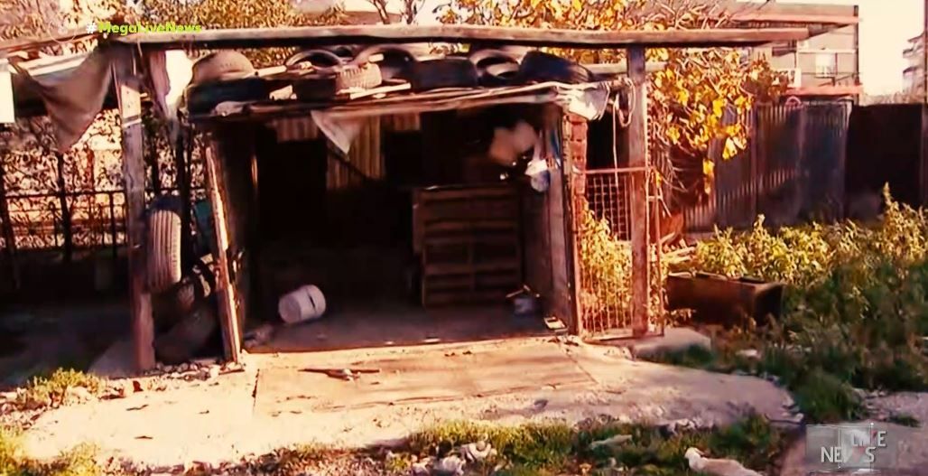 Θεσσαλονίκη δολοφονία σκύλου