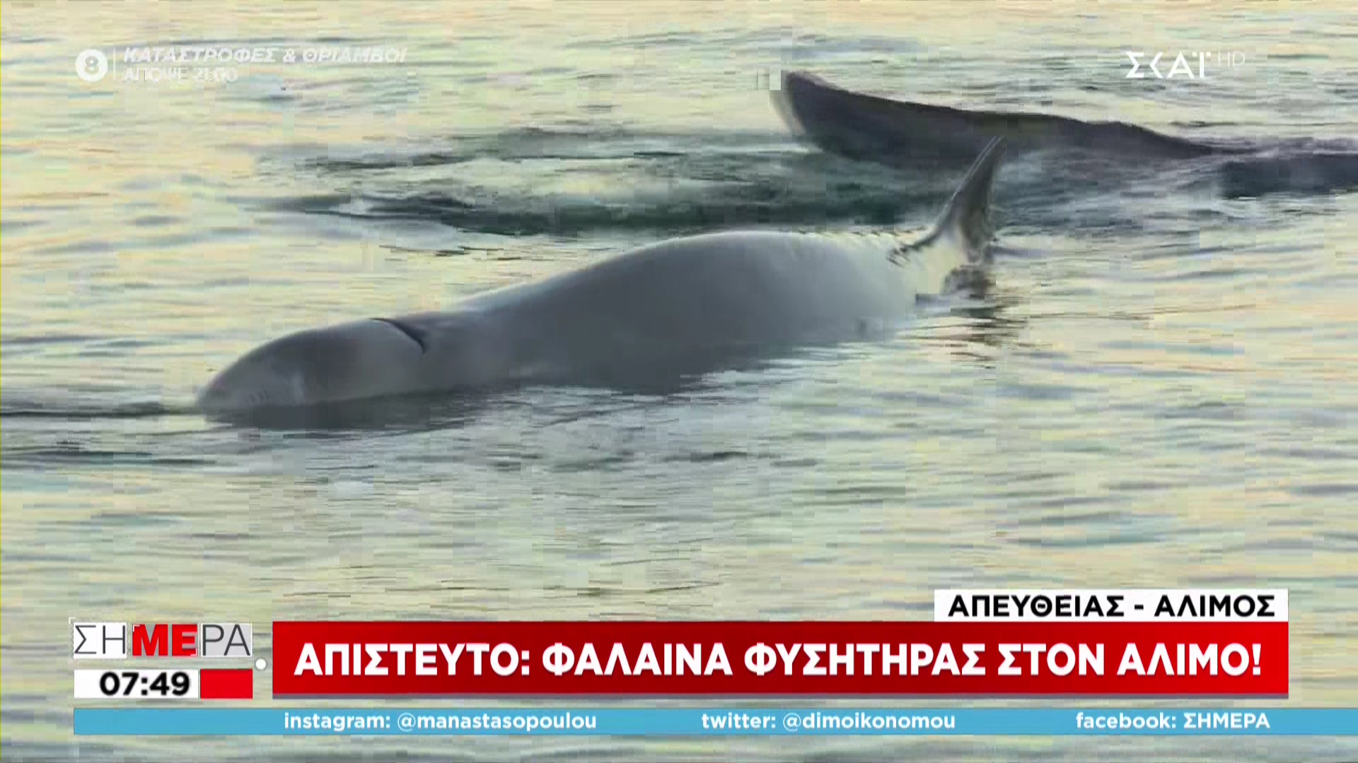 Στον Άλιμο εντοπίστηκε το φαλαινοειδές – Νέα επιχείρηση για να οδηγηθεί στα ανοιχτά