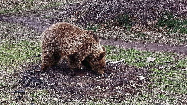 Αρκούδα-Ουζμπεκιστάν