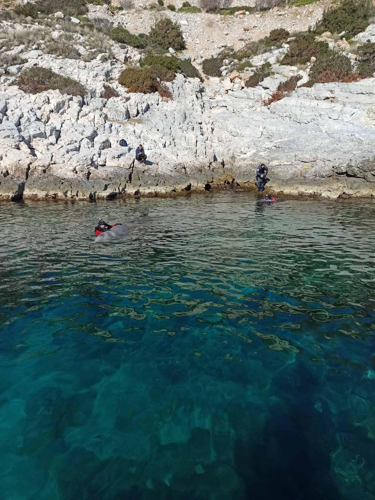 Βουλιαγμένη-Φαλαινοειδές